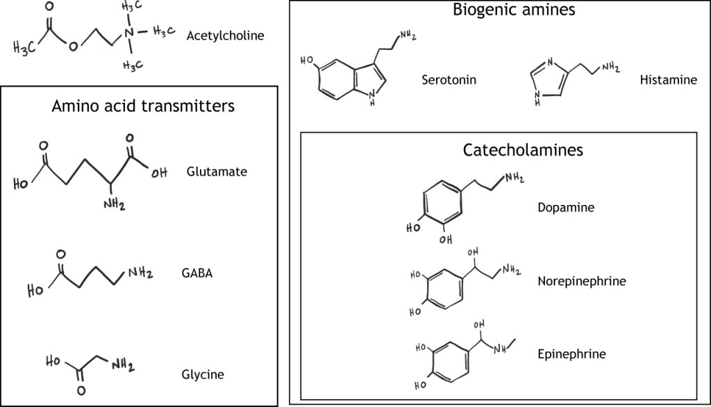 Illustrated chemical structures of small molecule neurotransmitters. Details in caption.