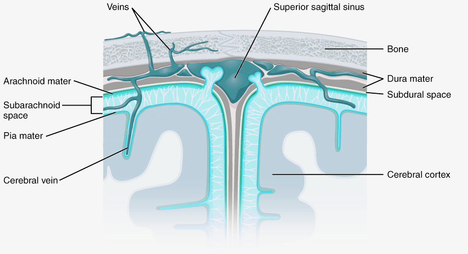 Anatomical slice diagram showing the superior sagittal sinus, the subdural space, the cerebral cortex, arachnoid mater, pia mater, cerebral veins.