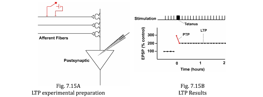 LTP experimental preparation and LTP results