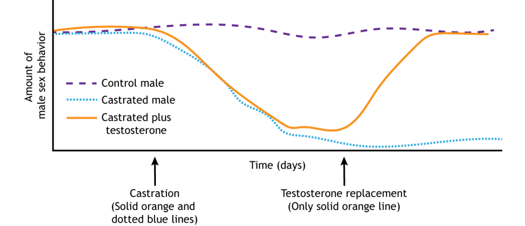 Sexual behavior graph in control and castrated male rats. Details in text and caption.