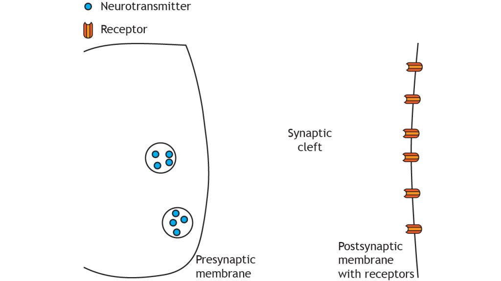 Illustrated chemical synapse. Details in caption.