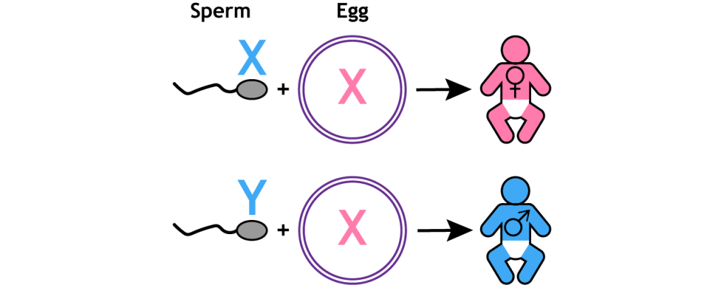 Fertilization of male and female fetuses. Details in text and caption.