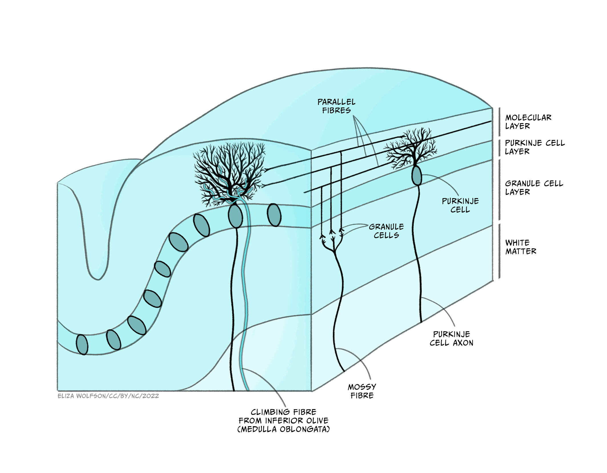 A slice-through drawing of the cerebellum showing the layers, including the white matter layer at the base, the granular cell layer and the Purkinje cell layer