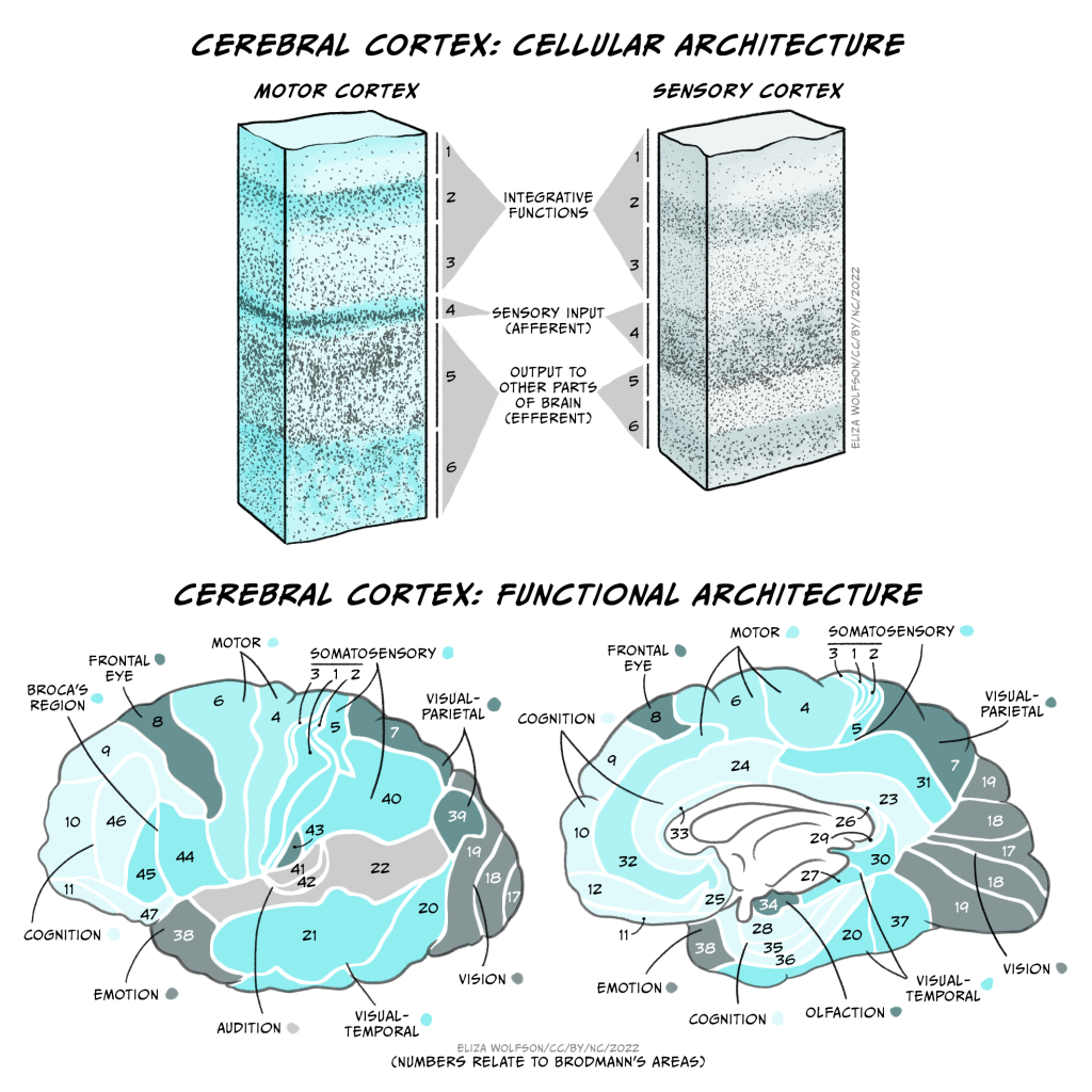 Two cut-through 3D pillars, the left showing the layers of the motor cortex, the right the layers of the sensory cortex. For both the top section is labelled 1 - 3, which corresponds to the integrative function, no. 4 at the mid point is labelled the sensory input (afferent), and numbers 5 and 6 are labelled output to other parts of brain (efferent). The labelled areas do not appear equal in size on the motor and sensory pillars. Below are diagrams of the brain from different viewpoints, showing the functional architecture of the cerebral cortex. These are numbered relating to Brodmann's Areas.