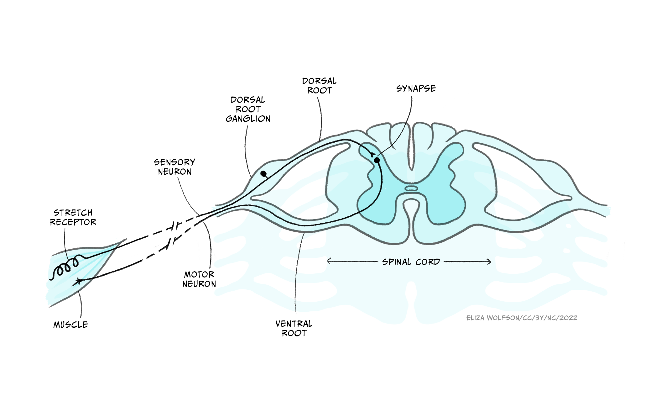 A cross-section of the spinal cord showing the sensory neuron connected to a muscle.