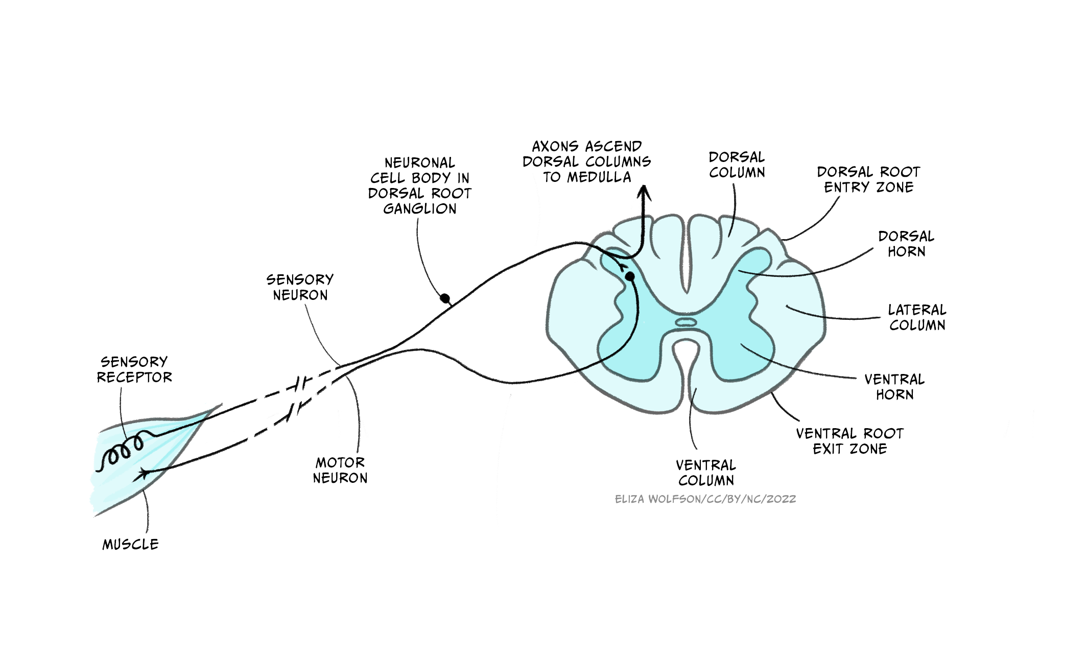 Section through the spinal cord showing white matter and grey matter