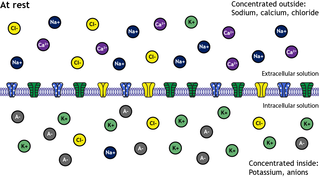 Illustrated neuron membrane at rest showing ion distribution. Details in caption.