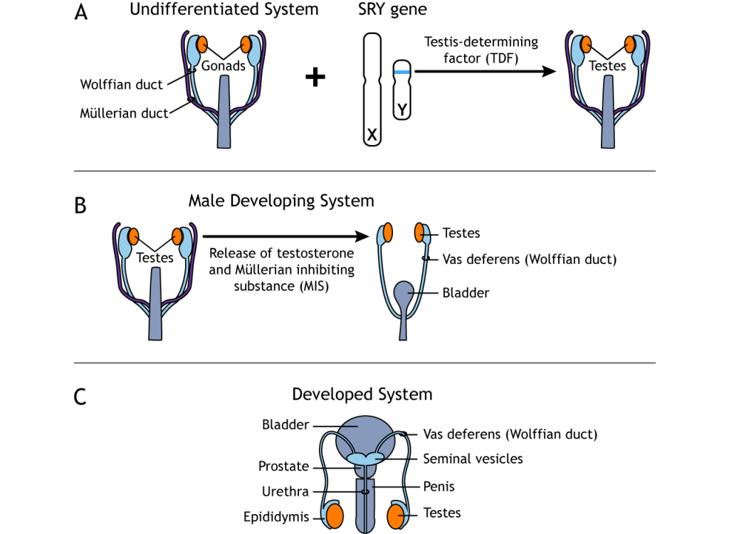 Development of the male reproductive system. Details in text and caption.