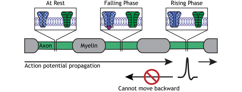 Illustrated axon demonstrating unidirectional propagation of the axon potential. Details in caption.