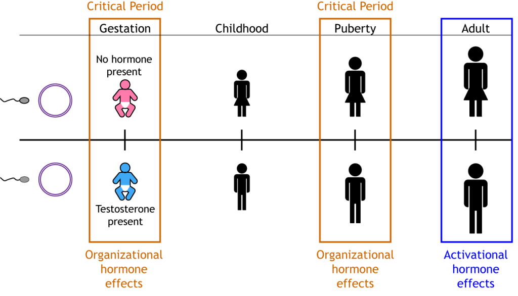 Timeline showing critical periods. Details in text and caption.