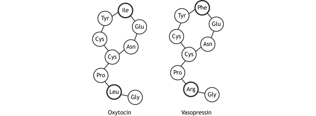 Illustration of amino acid sequences of oxytocin and vasopressin.