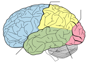 Brain Diagram