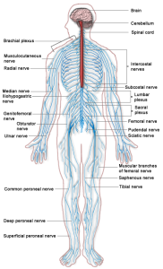 Diagram of nervous system