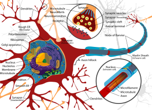 Neuron diagram