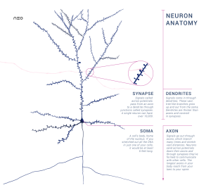 Neuron with synapse