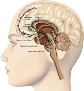 Dopaminergic area of brain