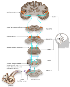 Auditory pathway