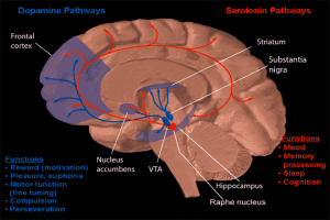 Neurotransmitter pathways