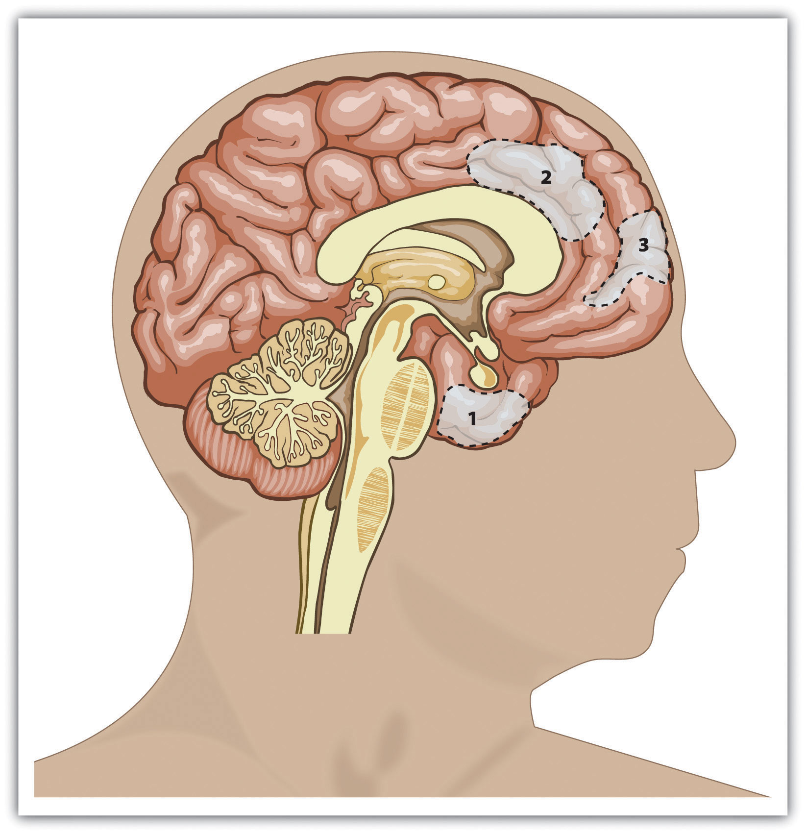 This figure shows the areas of the human brain that are known to be important in empathy and helping. They include the amygdala and sections of the prefrontal cortex.