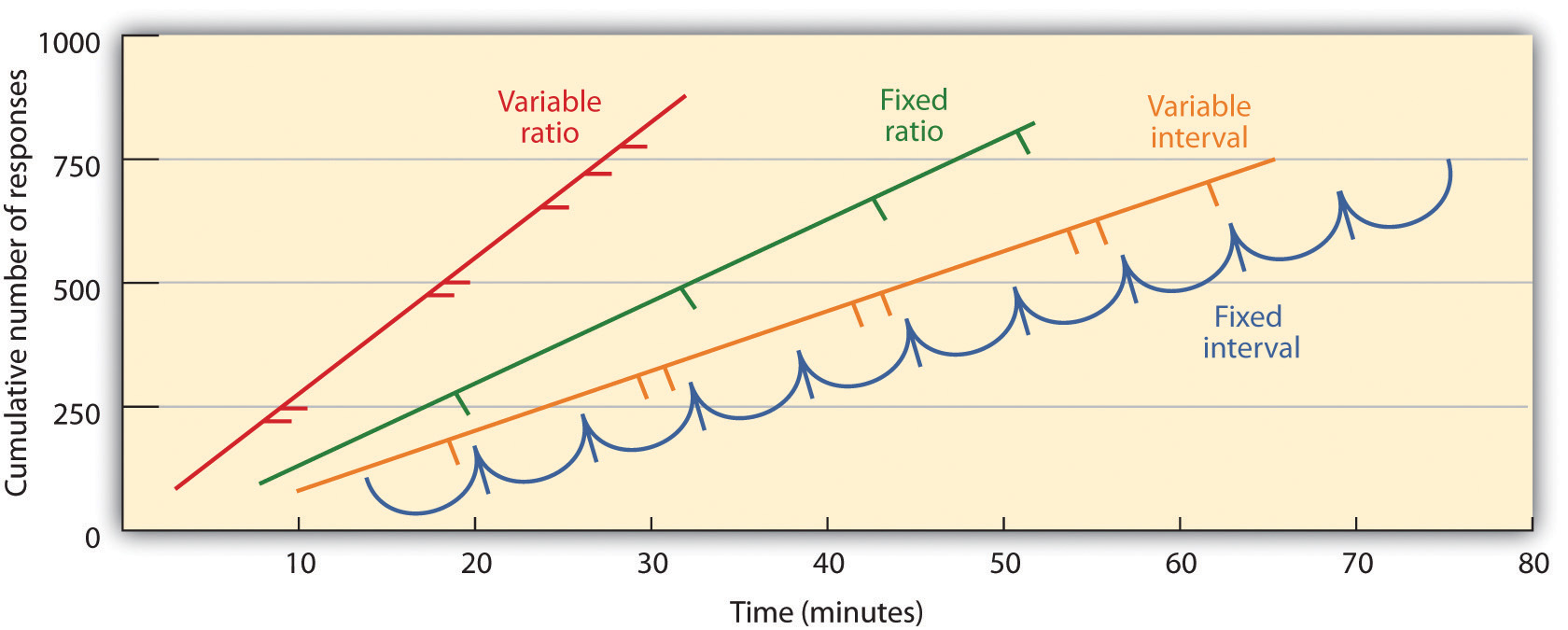 Schedules based on the number of responses (ratio types) induce greater response rate than do schedules based on elapsed time (interval types). Also, unpredictable schedules (variable types) produce stronger responses than do predictable schedules (fixed types).