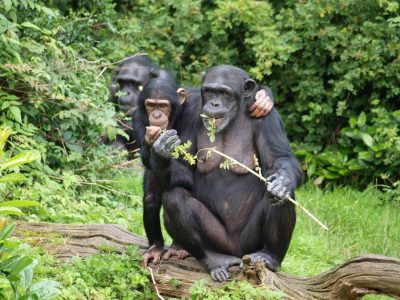 Chimpanzee mother and offspring are in a forested area eating leaves from a twig.