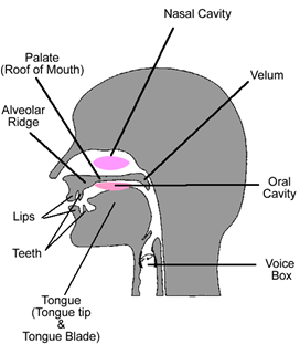 Diagram of Human Articulatory Anatomy