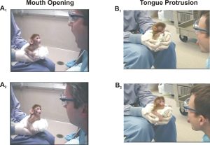 Neonatal Imitation in Rhesus Macaques