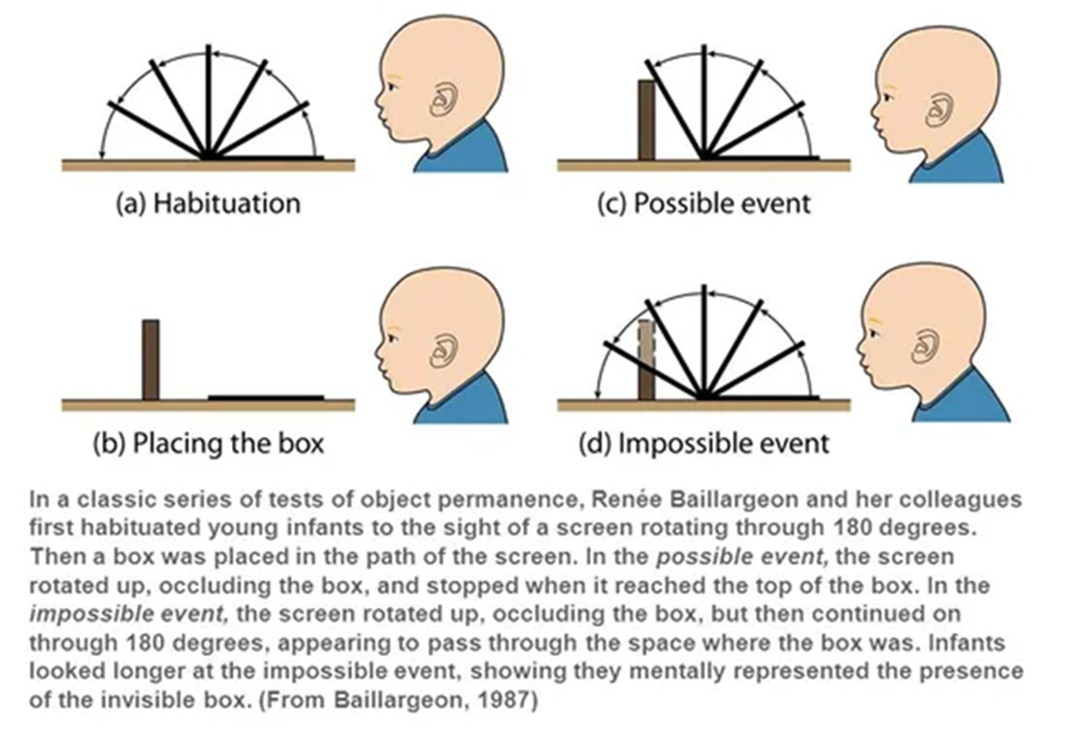 Illustration of Baillargeon's "Possible versus Impossible Event," (1987)
