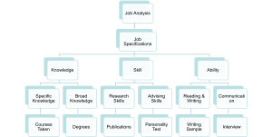 A hierarchical diagram illustrating the relationship between job analysis and job specifications. "Job Analysis" leads to "Job Specifications," which branches into three main categories: Knowledge, Skill, and Ability. Each category includes subcategories such as Specific and Broad Knowledge, Research and Advising Skills, and Reading/Writing and Communication, with examples like courses taken, degrees, publications, personality tests, writing samples, and interviews.