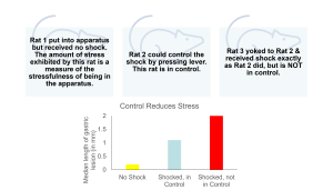 Diagram showing three rats in different experimental conditions to assess stress. Rat 1 receives no shock (baseline), Rat 2 receives controllable shocks via a lever, and Rat 3 receives identical shocks but has no control. A bar graph below compares stress levels measured by median gastric lesion length: lowest in the no-shock condition, moderate in the controllable shock condition, and highest in the uncontrollable shock condition.