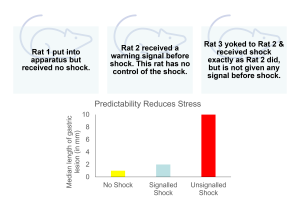 Diagram showing three rats in different experimental conditions to assess the impact of shock predictability on stress. Rat 1 receives no shock (baseline), Rat 2 receives signaled shocks without control, and Rat 3 receives identical unsignaled shocks. A bar graph below shows median gastric lesion lengths: lowest in the no-shock condition, moderate in the signaled shock condition, and highest in the unsignaled shock condition.