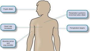 Diagram of a human body with annotations highlighting physiological stress responses: dilated pupils, increased heart rate, muscle tension and trembling, quickened respiration with dilated bronchial tubes, and onset of perspiration.