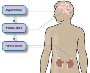 Diagram of the HPA (Hypothalamic-Pituitary-Adrenal) axis showing a human figure with labeled components: hypothalamus in the brain, pituitary gland below it, and adrenal glands above the kidneys. Arrows indicate the signaling pathway between these structures.