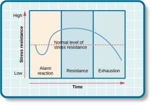 Graph showing stages of stress resistance over time. The y-axis represents stress resistance (low to high), and the x-axis represents time. The curve moves through three phases: Alarm reaction (low resistance), Resistance (elevated resistance), and Exhaustion (declining resistance below normal).