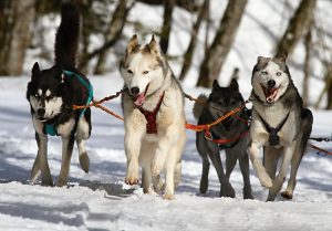 Huskies pulling sled